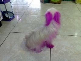 PETSTOP ΣΤΑΣΗ ΖΩΗΣ (Βαζαίου Δήμητρα Γ.)