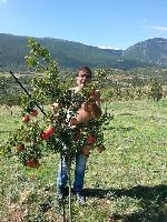  Ρόδια ερμιονης κτήμα Μαρία- χαρά στον νομό βιοτειας στο χωριό Ασκρι