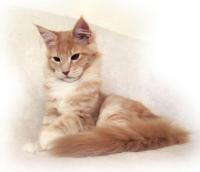 Εκτροφείο ΜΕΙΝ ΚΟΥΝ MAINE COON